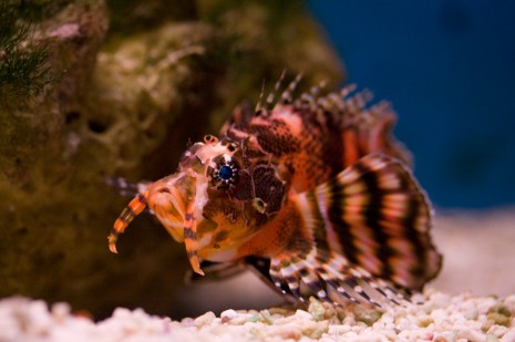 Fu Man Chu Lionfish - Underwater World, Pantai Cenang, Langkawi, Malaysia