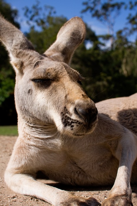 Kangaroo at Currumbin Wildlife Sanctuary