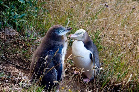 Yellow Eyed Penguins, Dunedin, New Zealand