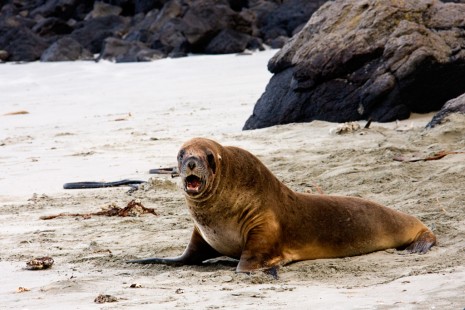 Hooker Sea Lion, Dunedin, New Zealand