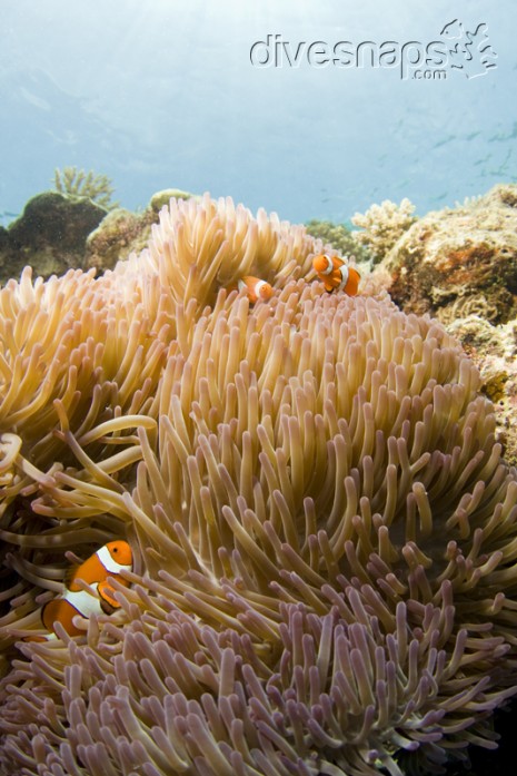 Clown Fish, Great Barrier Reef, Australia