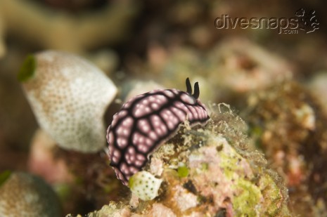 Nudibranch, Great Barrier Reef, Australia