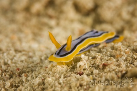 Nudibranch, Great Barrier Reef, Australia