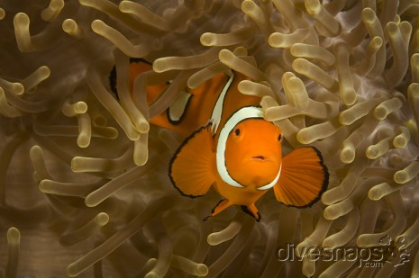 Clown Fish, Great Barrier Reef, Australia