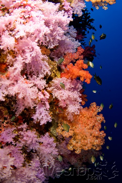 Rainbow Reef, Taveuni, Fiji