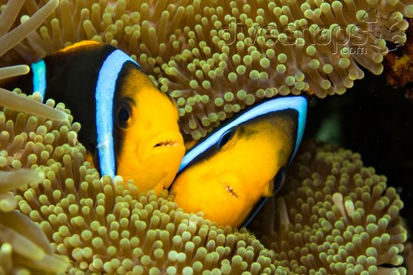 Anemone Fish – Rainbow Reef, Taveuni, Fiji