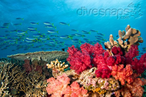 Rainbow Reef, Taveuni, Fiji