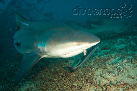 Bull Shark — Scuba Diving Fiji