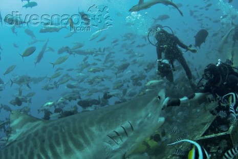 Tiger Shark — Scuba Diving Fiji