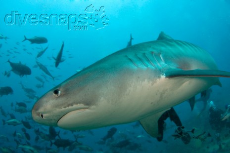 4m Tiger Shark — Fiji