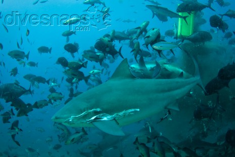 Shark Diving Fiji